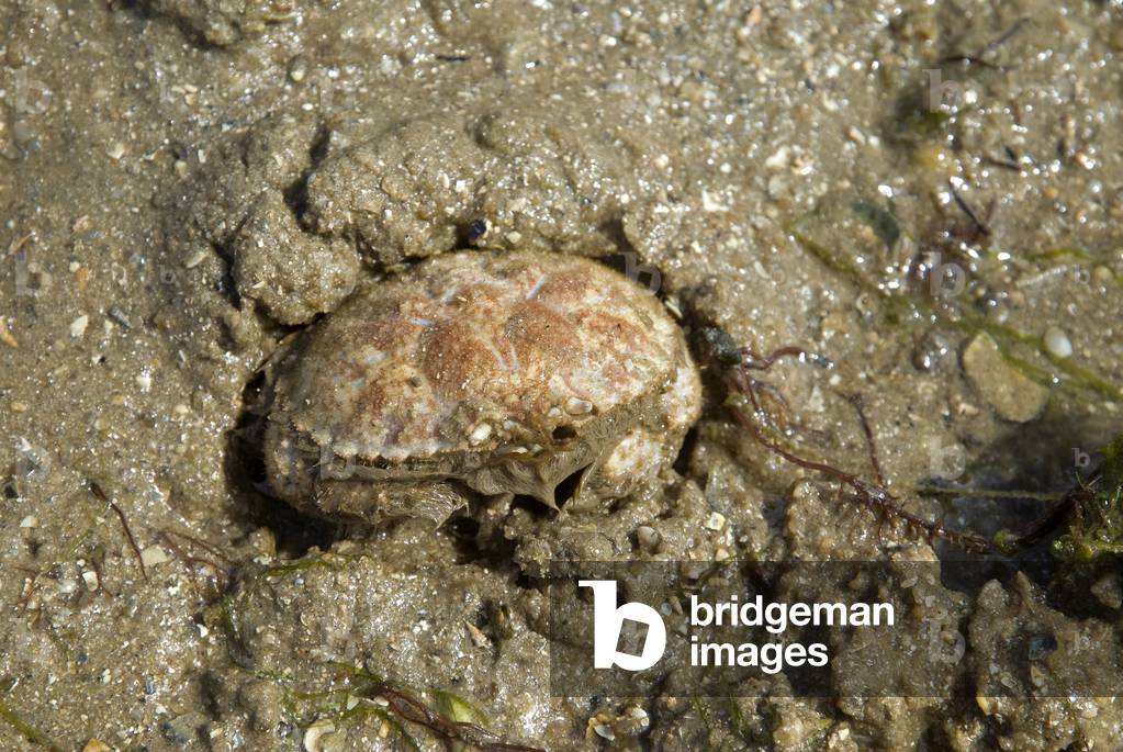Macropipus depurator/Swimmer Crab