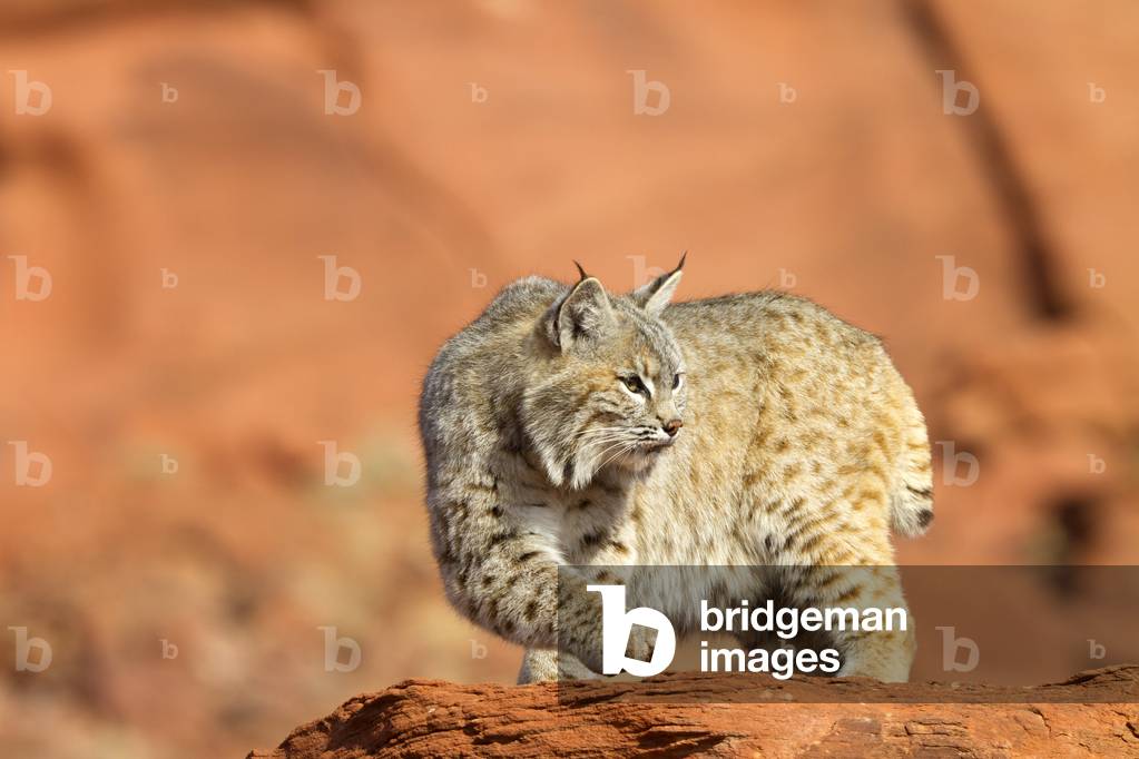Lynx rufus/Redhead Lynx/Bobcat