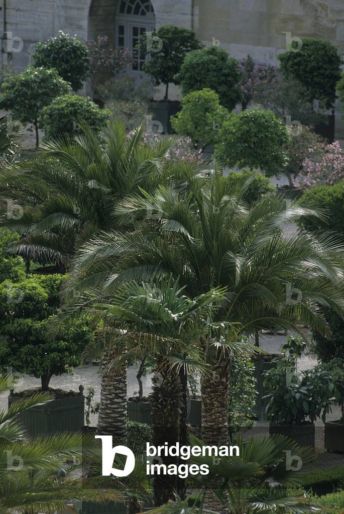 Versailles/Chateau de Louis XIV/Garden a la francaise created by Andre le Notre/Orangerie/Versailles/Yvelines/