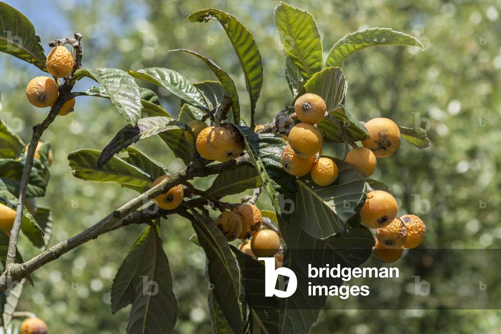 Eriobotrya japonica/Japanese Neflier/Japanese Nefle