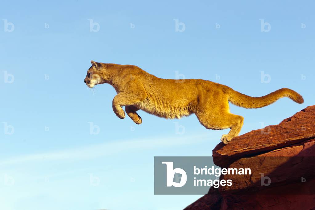 Puma concolor/Puma/Cougar/Mountain Lion