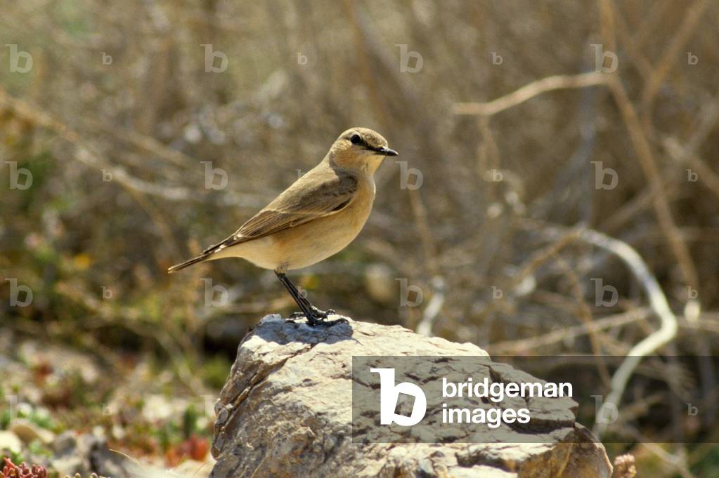 Desert Hatchet/Desert Wheatear/Female