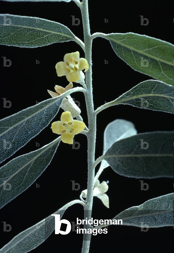 Elaeagnus angustifolia/Ulivo di Boheme/Calete di Carso/Albero d'argento/Albero d'argento russo