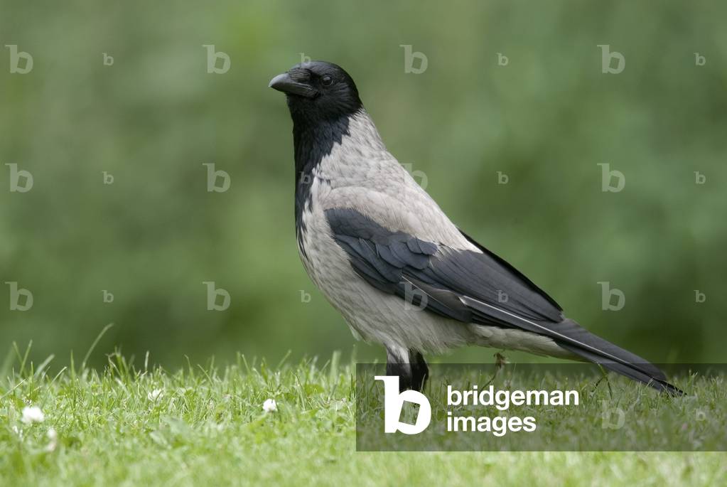 Mantle Crow/Corvus cornix