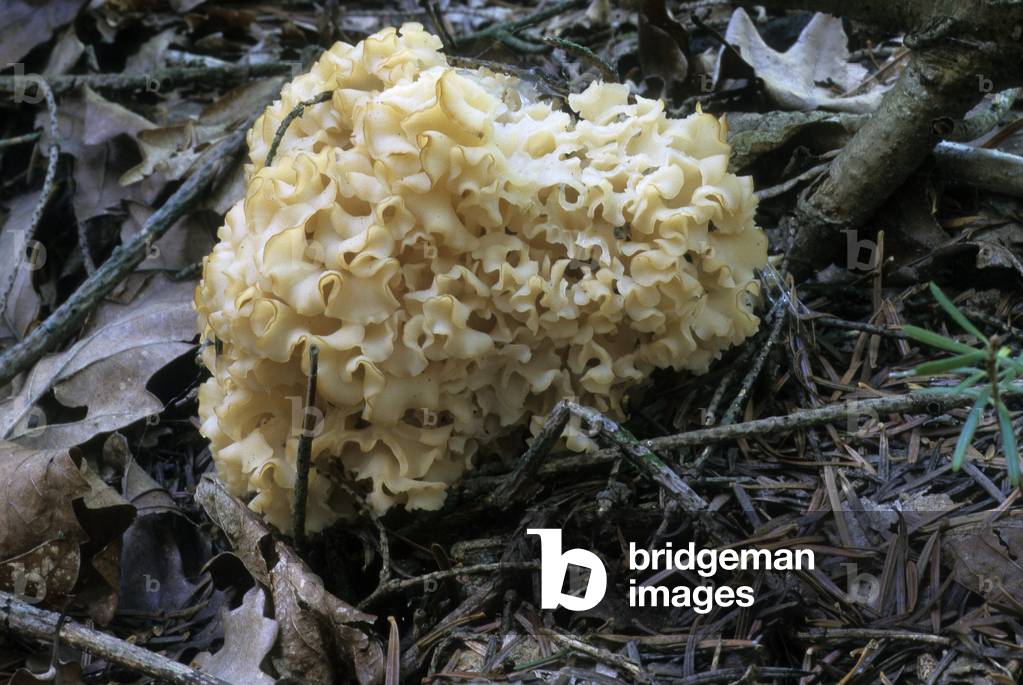 Sparassis crispa/Sparassis crepu/Clavary hollow