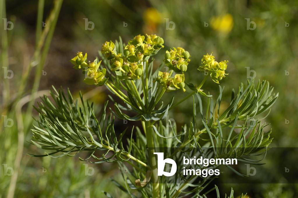 Euphorbia cyparissias/Euphorbia small cypers/Cypress Spurge