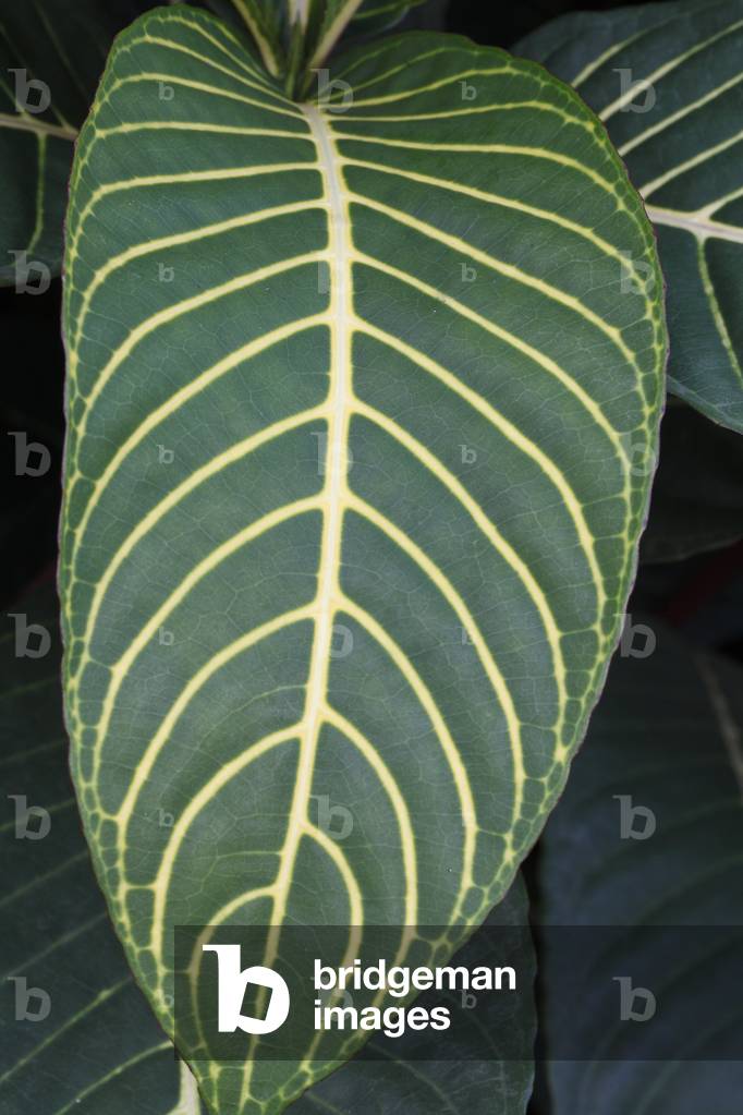Sanchezia speciosa/Sanchezia