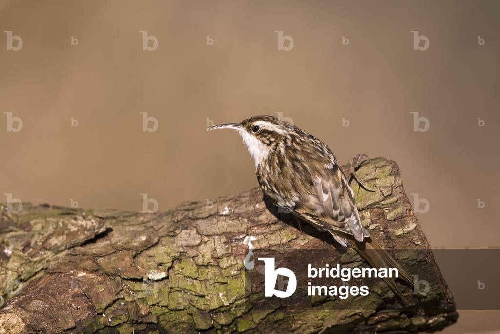 Certhia familiaris/Woodland Climb/Eurasian Treecreeper/Common Treecreeper