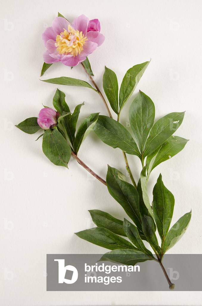 Botanical board/Paeonia lactiflora/Peony of China/Peony