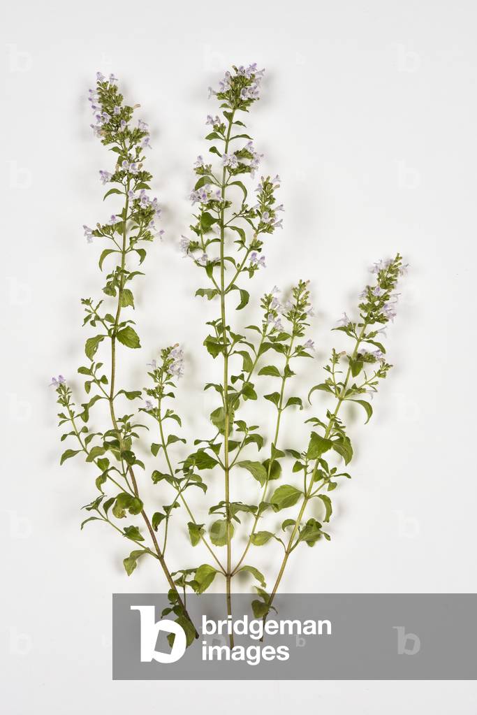 Calamintha nepeta/Clinopodium nepeta/Calament false nepeta/Cats mint/Lesser Calamint