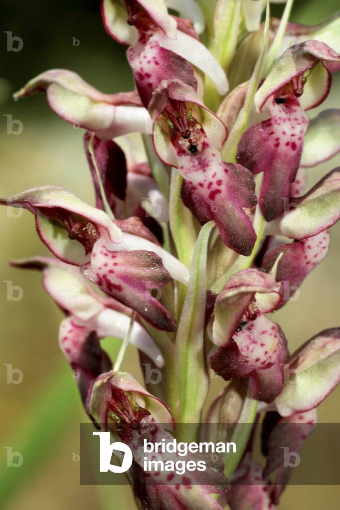 Orchis coriophora/Orchis Bug/Orchis Fetide