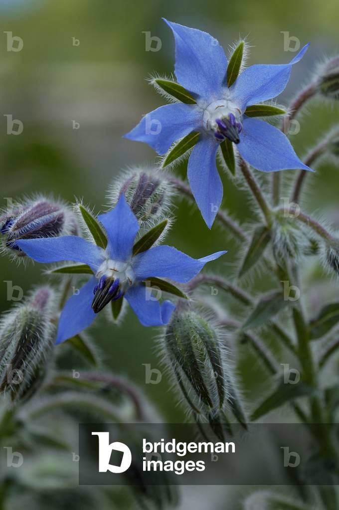 Borago officinalis/Borage officinale/Beebread