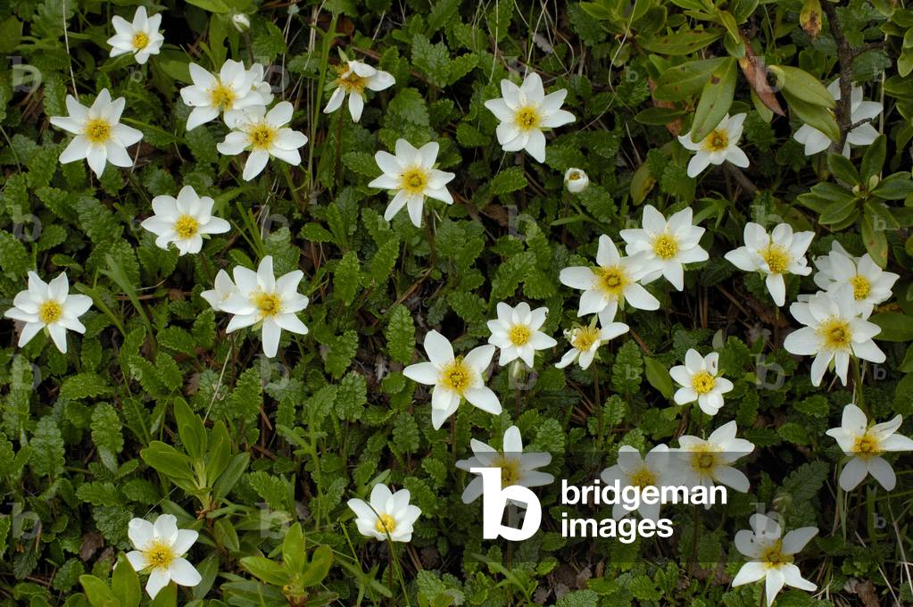 Octopetala Dryas/Eight Petal Dryad/Chenette/Mountain Avens
