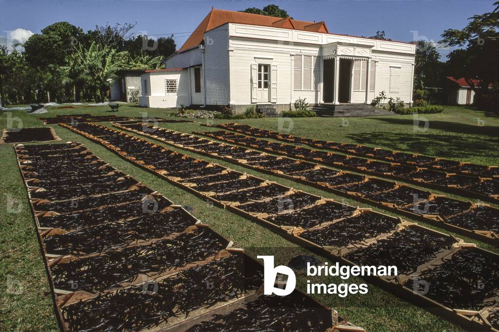 Vanilla fragrans/Vanilla/Sun drying at De-Floris/Ile de la Reunion