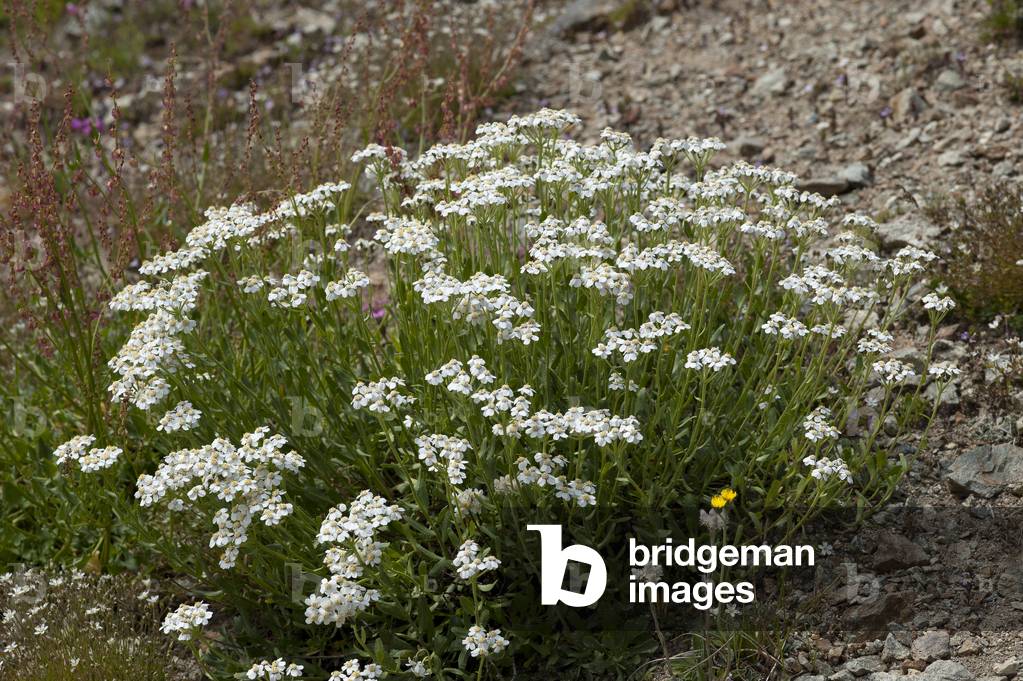 Achillea erba-rotta/Piemont Chamomile/Single Leaved Milfoil