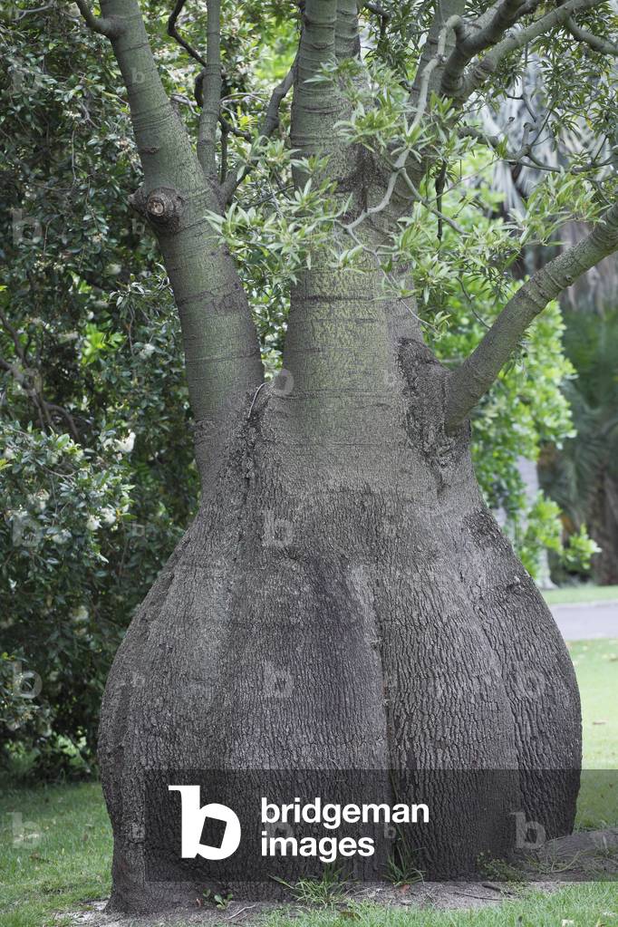 Brachychiton rupestris/Australian Bottle Tree/Bottle Tree by