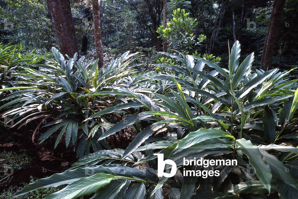 Elettaria cardomomum/Cardamom/Cardamon/Plantation in Thekkady/Kerala/India