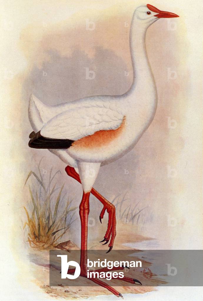 Illustration / Leguatia gigantea / Geant de Leguat 