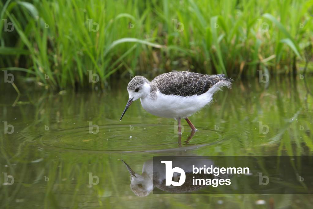 Himantopus himantopus/White Scalf/Black Winged Stilt