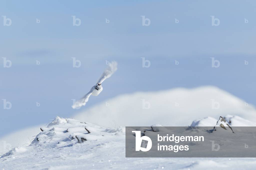 Lagopus mutus/Alpine Lagopede/Rock Ptarmigan/male