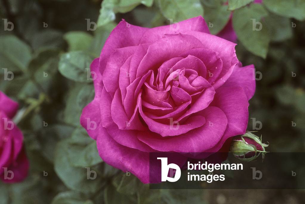 Rosa x/Pink 'Caen la Paix'