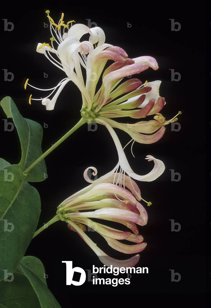 Lonicera periclymenum/Gufo di legno/Cranquillier/Caprifoglio comune