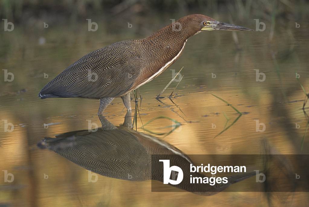 Tigrisoma lineatum/Heron tiger/Rufescent Tiger Heron