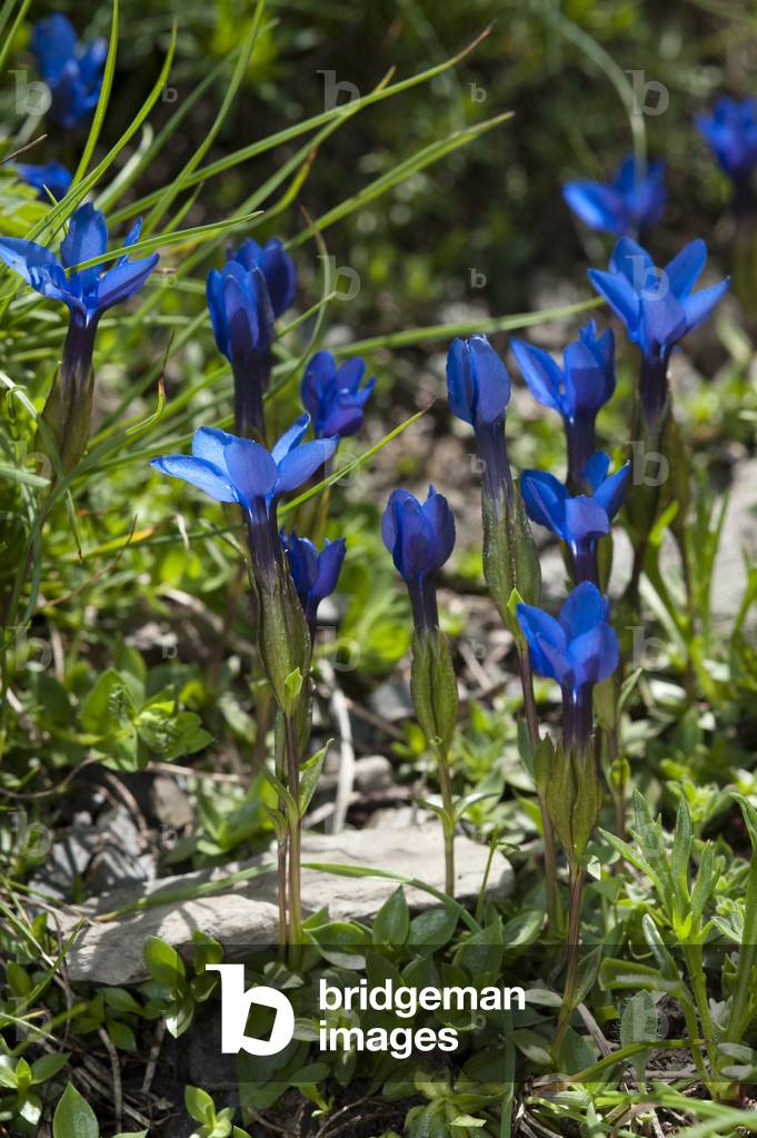 Gentiana verna/Spring Gentian/Spring Gentian/Spring Gentian