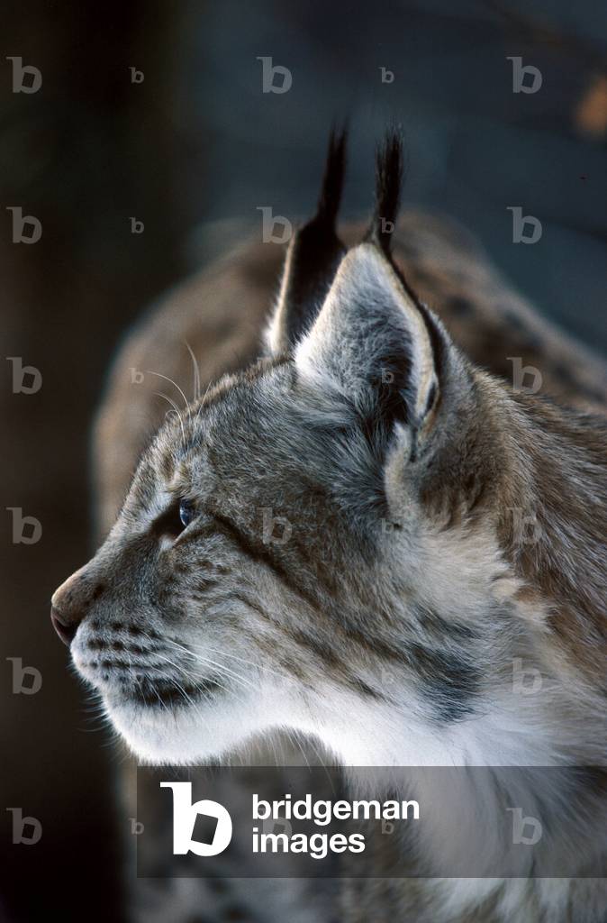 Rufus Luchs/Rotes Luchs/Bobcat 
