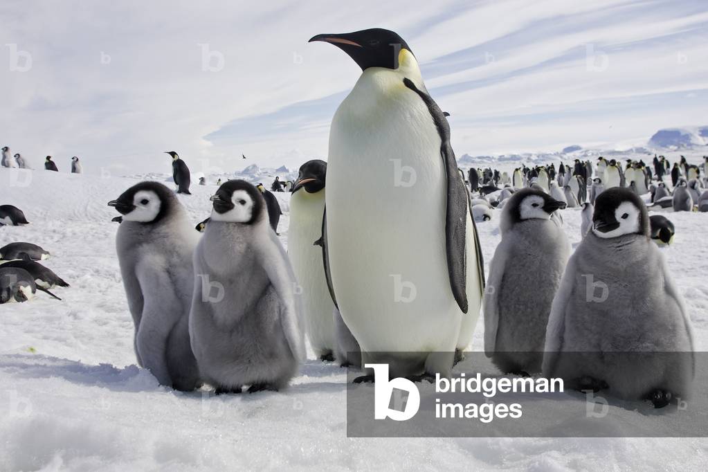 Aptenodytes forsteri/Emperor Penguin Penguin