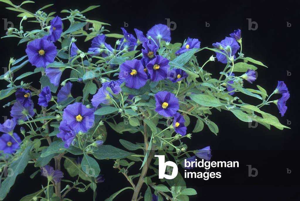 Solanum rantonnetii