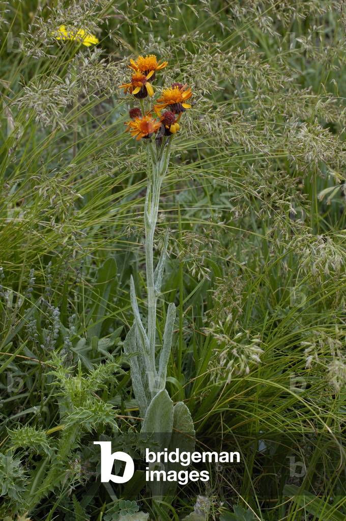 Senecio aurantiacus/Senecio capitatus/Senecon orange/Senecon a heads/