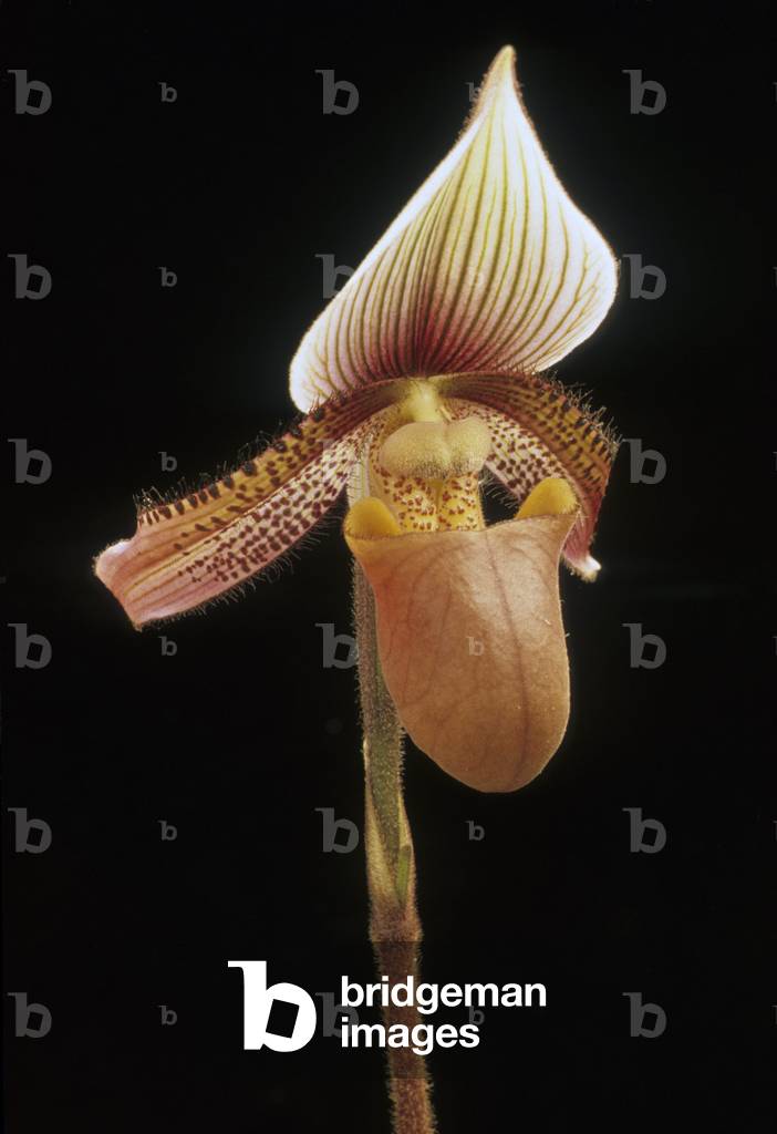 Paphiopedilum ciliolare