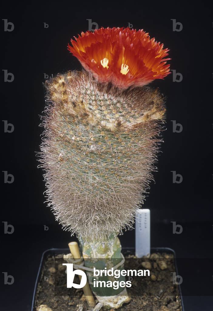 Parodia malyana