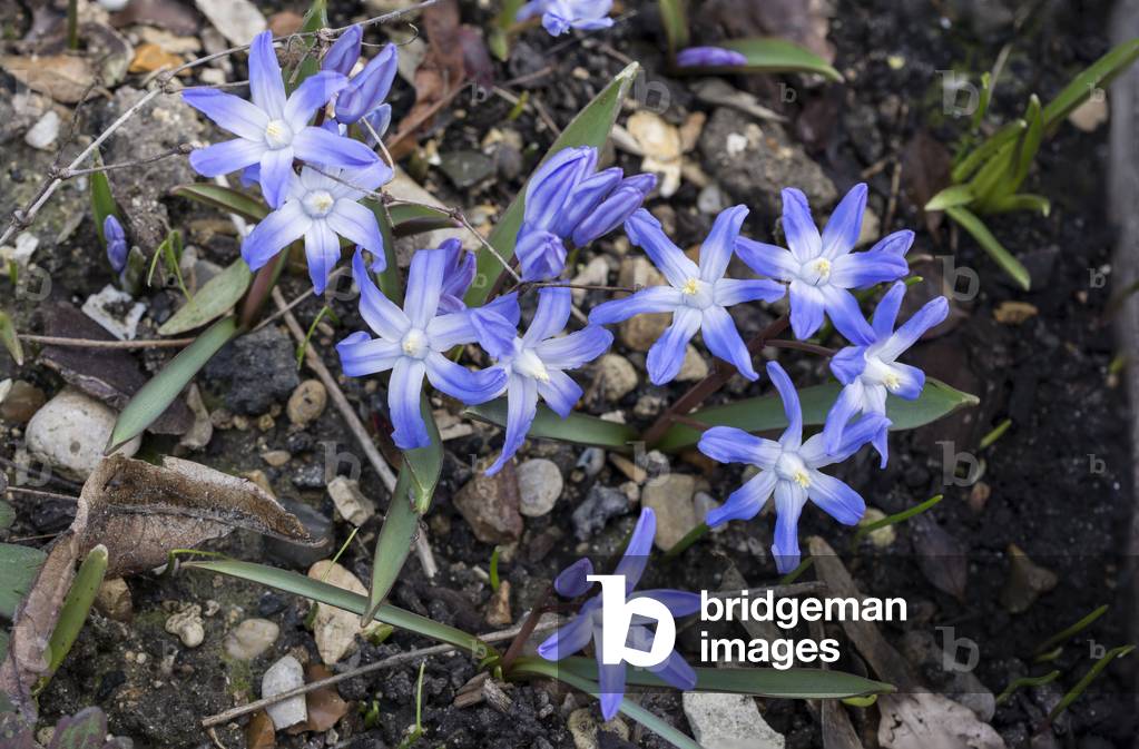 Immagine di Fotografia "Chionodoxa forbesii/Chionodoxa luciliae/Gloria della neve"
