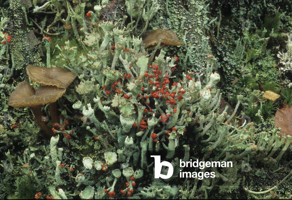 Cladonia sp./Cladonie/Lichen