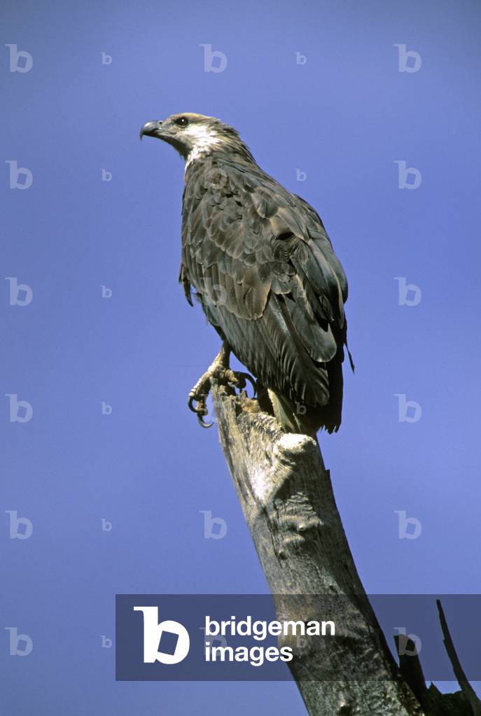 Haliaetus vociferoides/Malagasy Eagle/Madagascar Fish Eagle