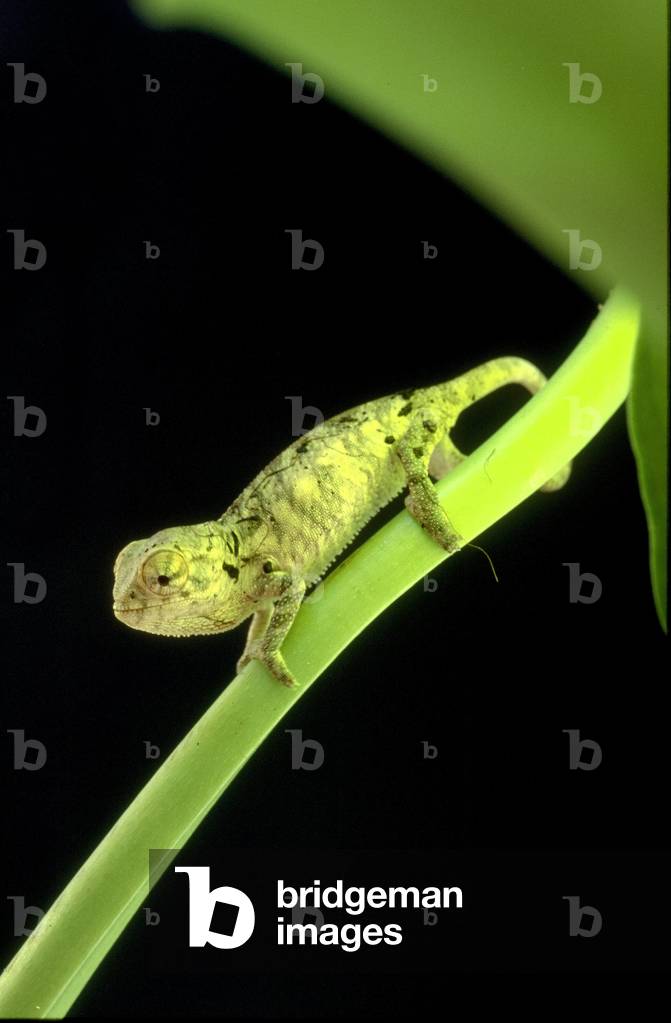 Furcifer Pardalis/Cameleon/camaleonte della pantera 