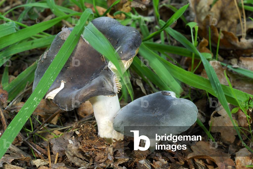 Russula cyanoxantha/Russule Coal/Coal