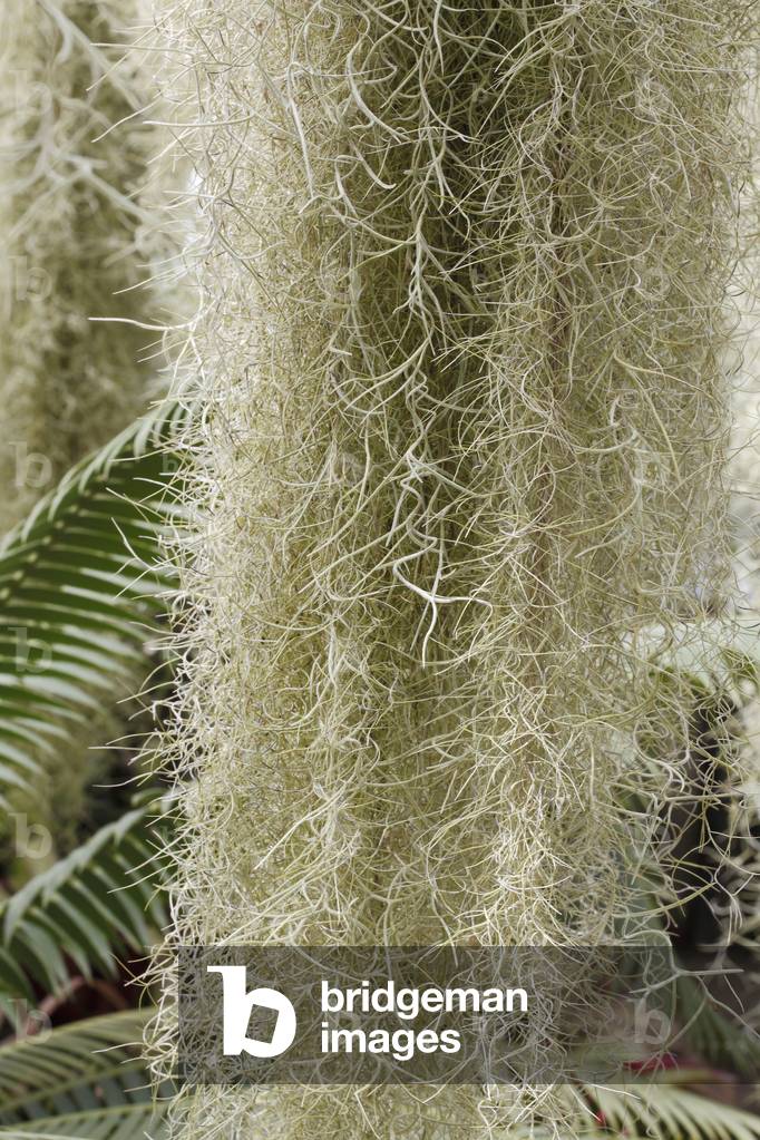 Tillandsia usneoides/Old Man's Beard/Air Girl/Spanish Moss