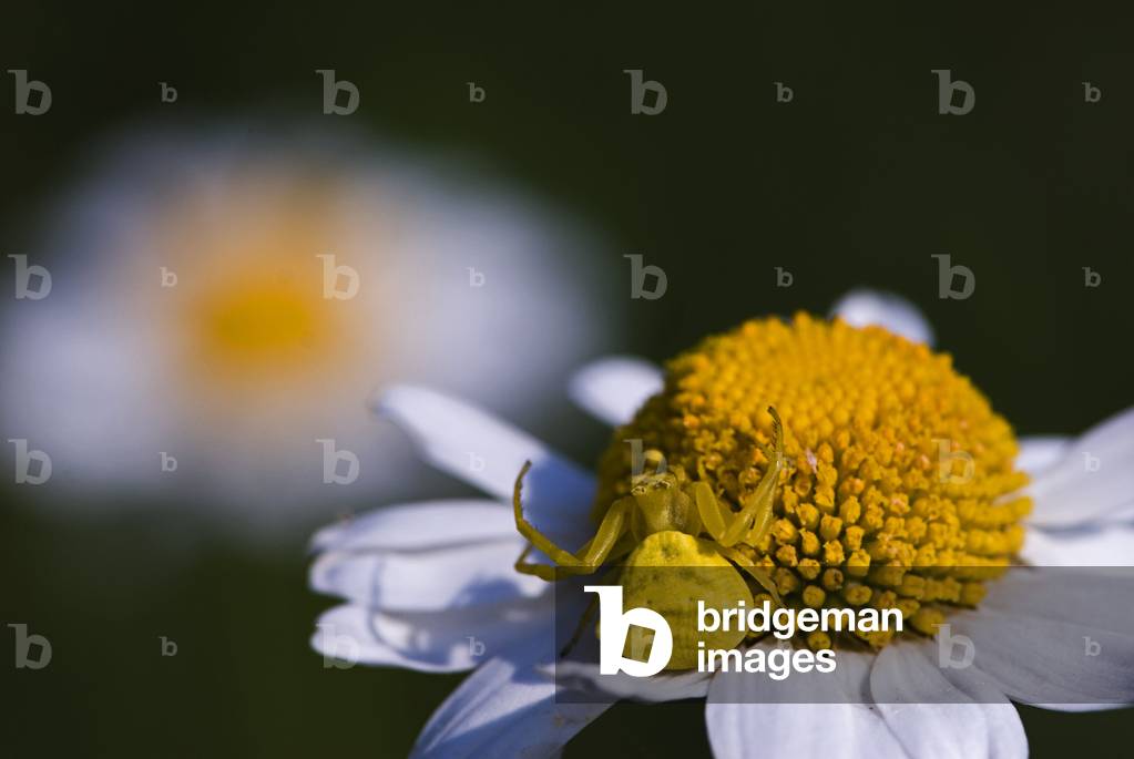 Thomisus onustus/Araignee crab/Crab Spider