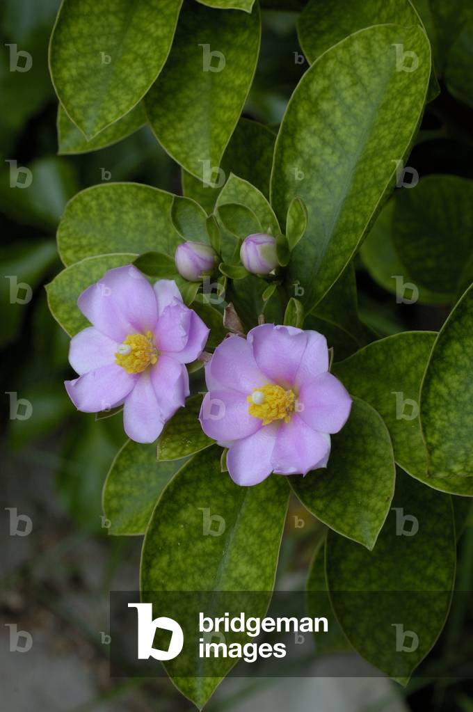 Pereskia grandifolia var. grandifolia