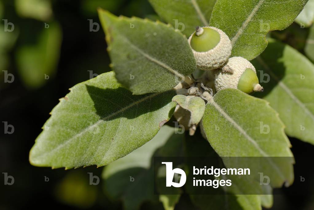 Quercus ilex/Green Oak/Holly Oak