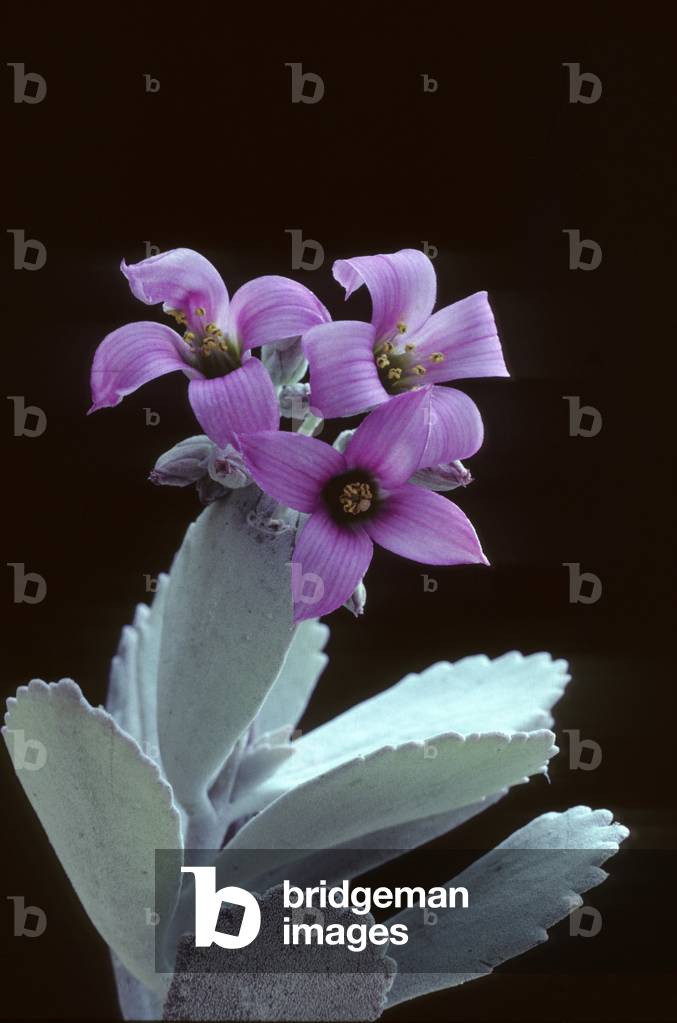Kalanchoe pumila/Kalanchoe