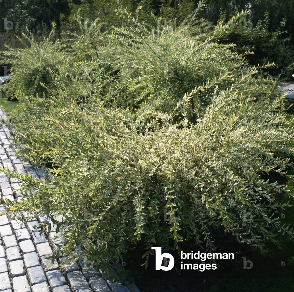 Salix integra 'Hakuro-Nishiki'/Willow shrimp