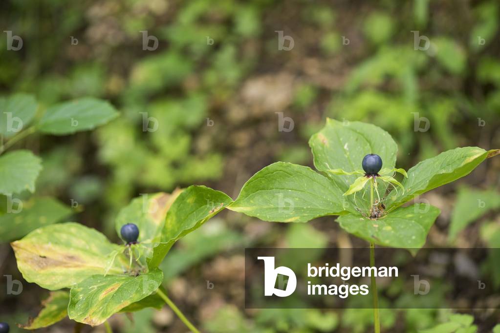 Paris quadrifolia/Parisette a four-leaf/Strange-Loup/Herb in Paris/Herb-Paris