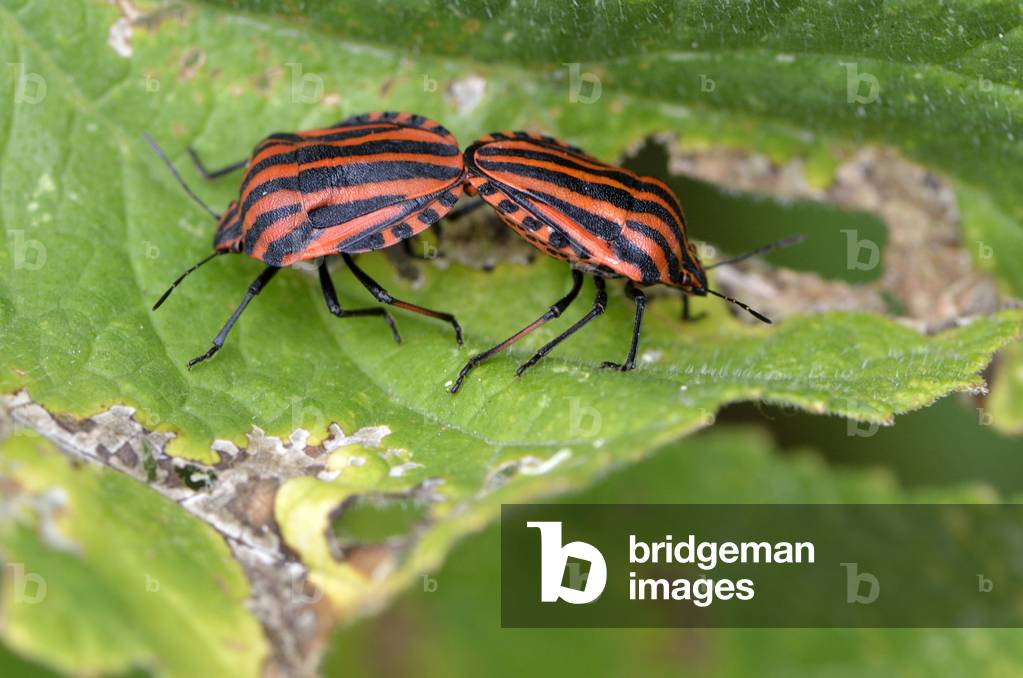 Graphosoma italicum/Striped Scutellere/Coupling