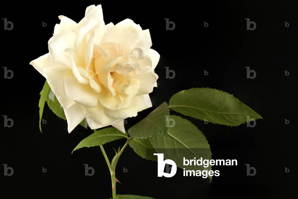 English rose called  'Winchester cathedral'