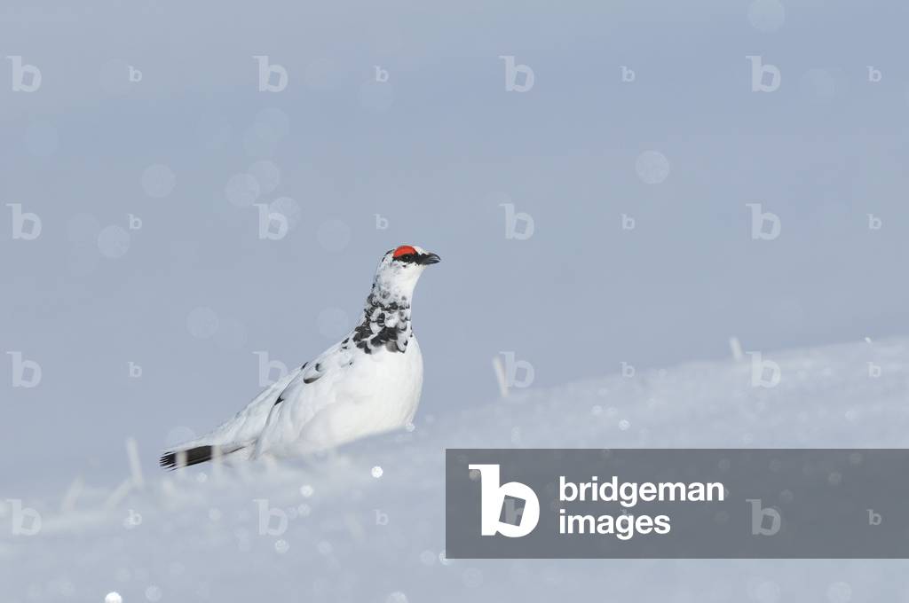 Lagopus mutus/Alpine Lagopede/Rock Ptarmigan/male