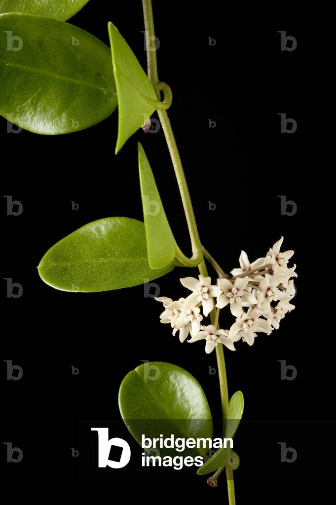 Gonoloboidi Hoya